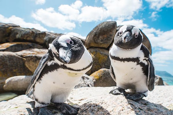بازدید از پنگوئن‌های آفریقای جنوبی